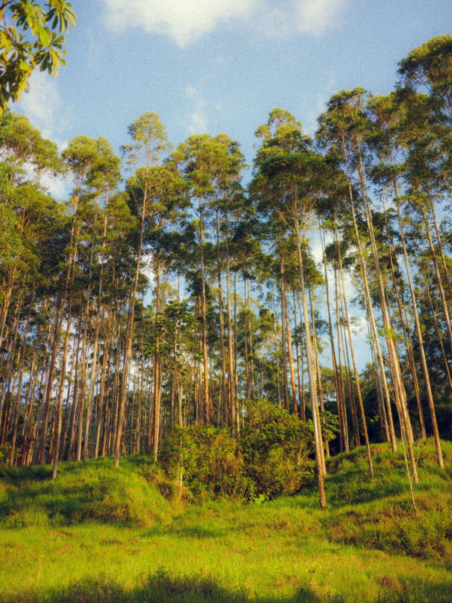 Creo Ecolodge คาร์ดิน ภายนอก รูปภาพ